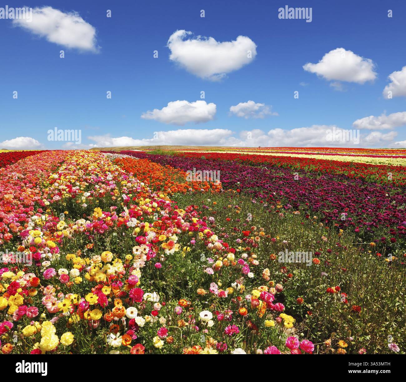 Flowers for export. Field of multi-colored decorative buttercups ...