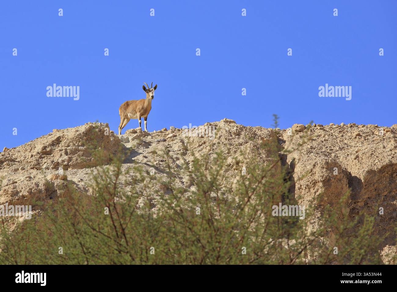 Wild mountain goat on the ridge of crumbling ancient mountains Stock ...