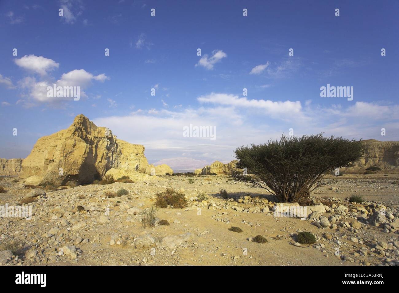 Desert, stones and the trees blossoming in droughty places Stock Photo ...