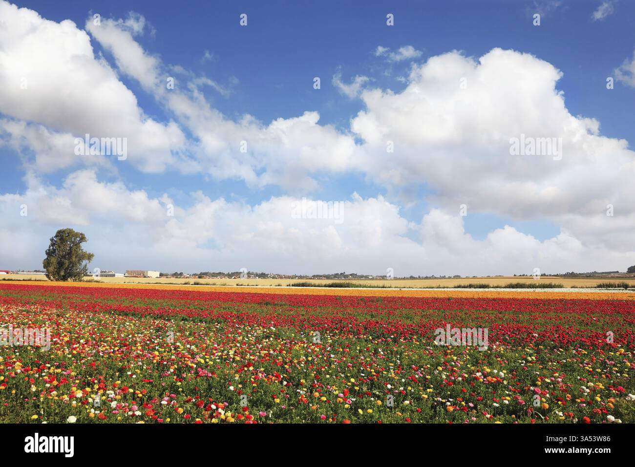 Spring flowering. Huge fields of large colorful buttercups and ...