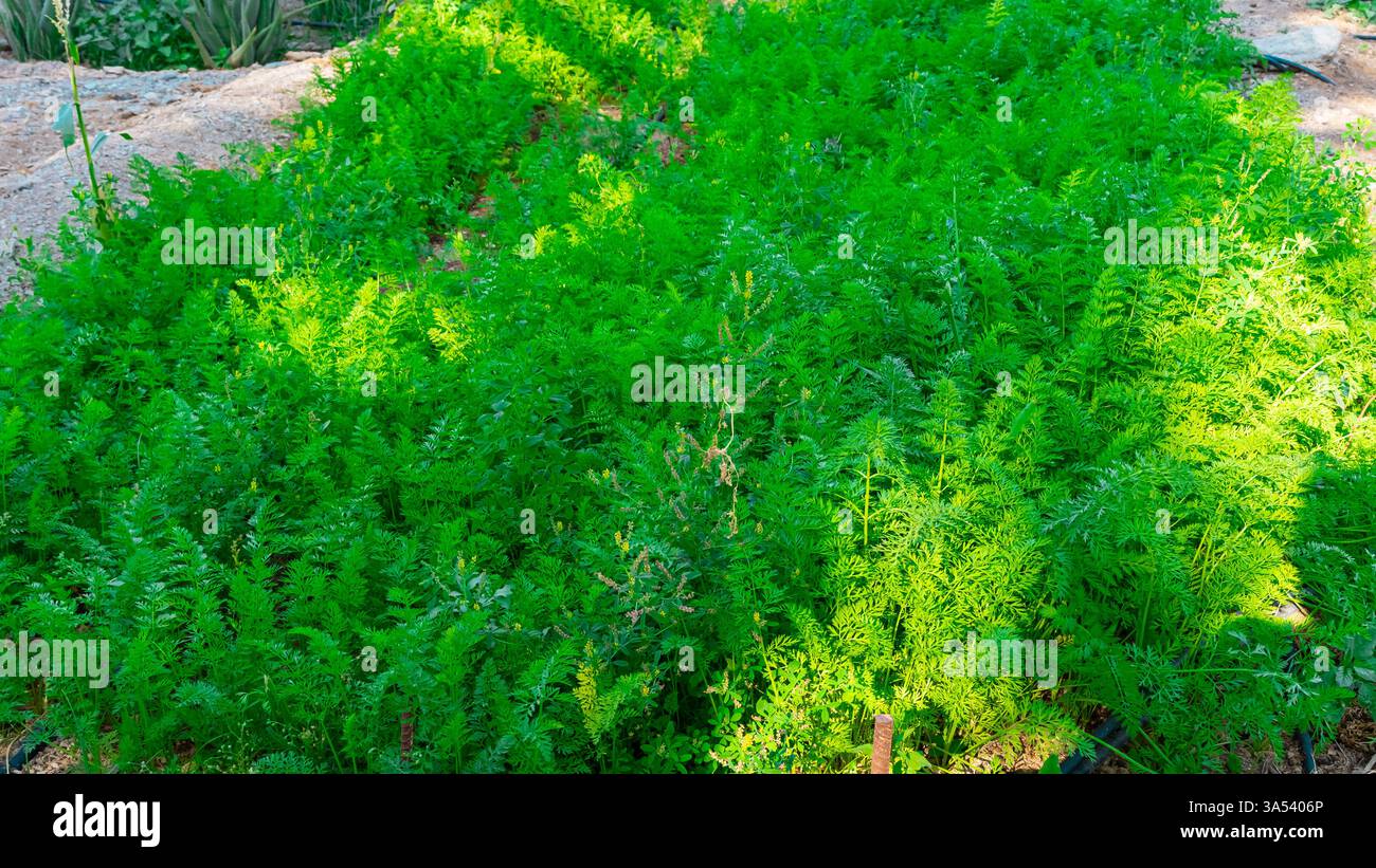 Drip irrigation system. High quality photo Stock Photo - Alamy