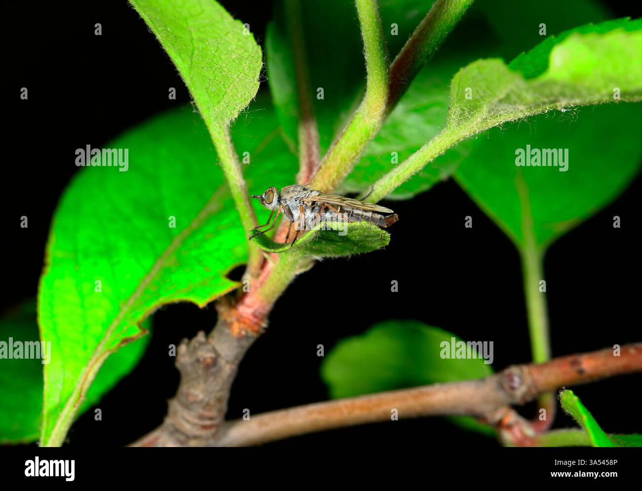 Fly insects, the stolen fly Stock Photo - Alamy