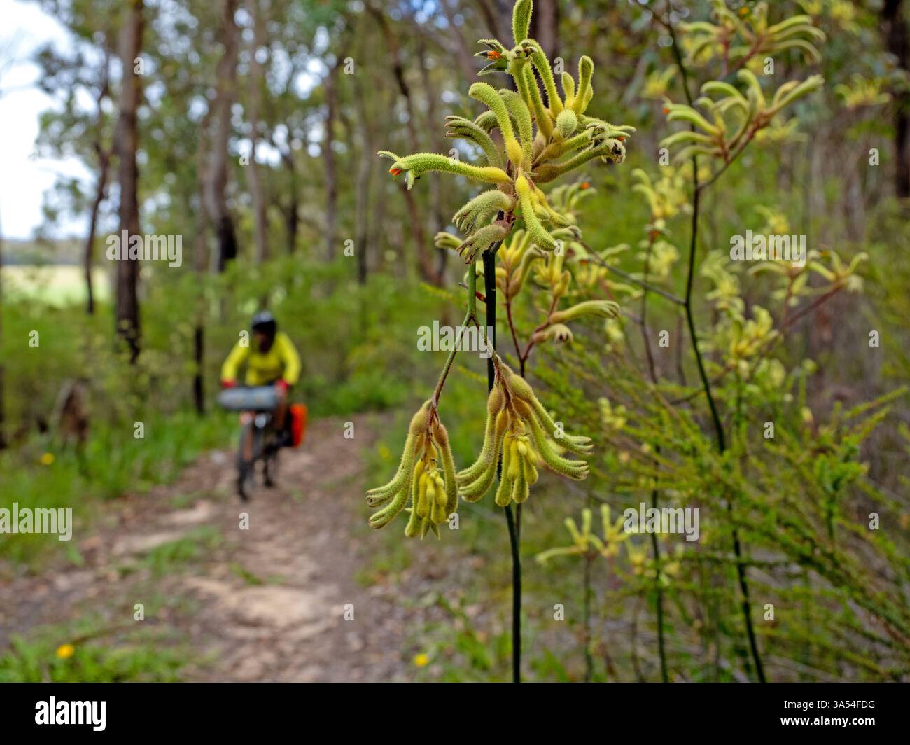 Cyclist passing kangaroo paw flowers on the Munda Biddi Trail Stock Photo