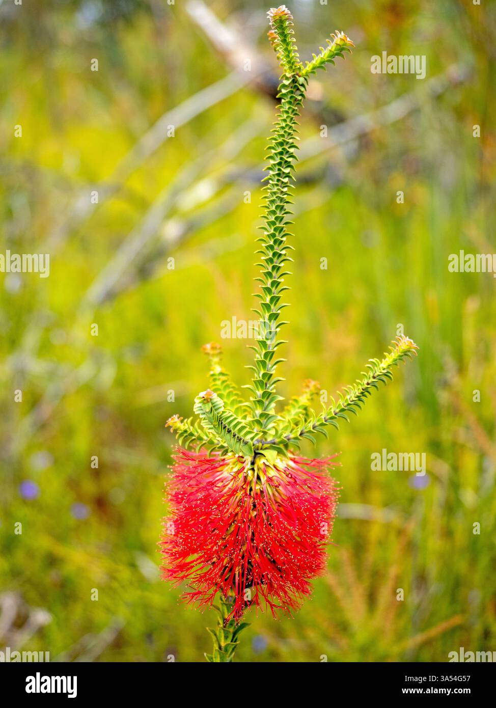 Sand bottlebrush (Beaufortia squarrosa) Stock Photo
