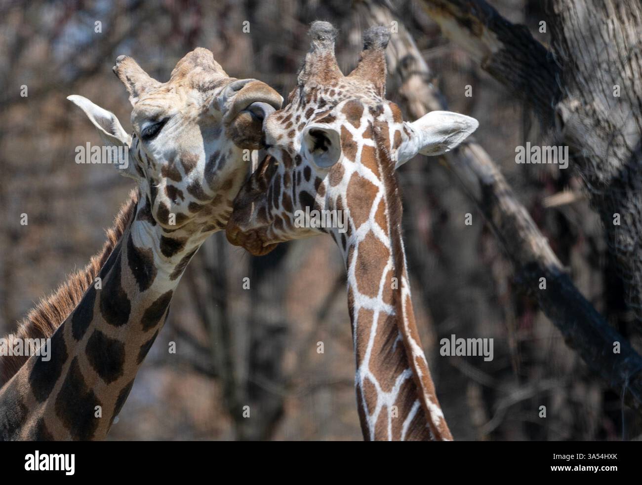 Affectionate Giants – Giraffes Showing Love Stock Photo