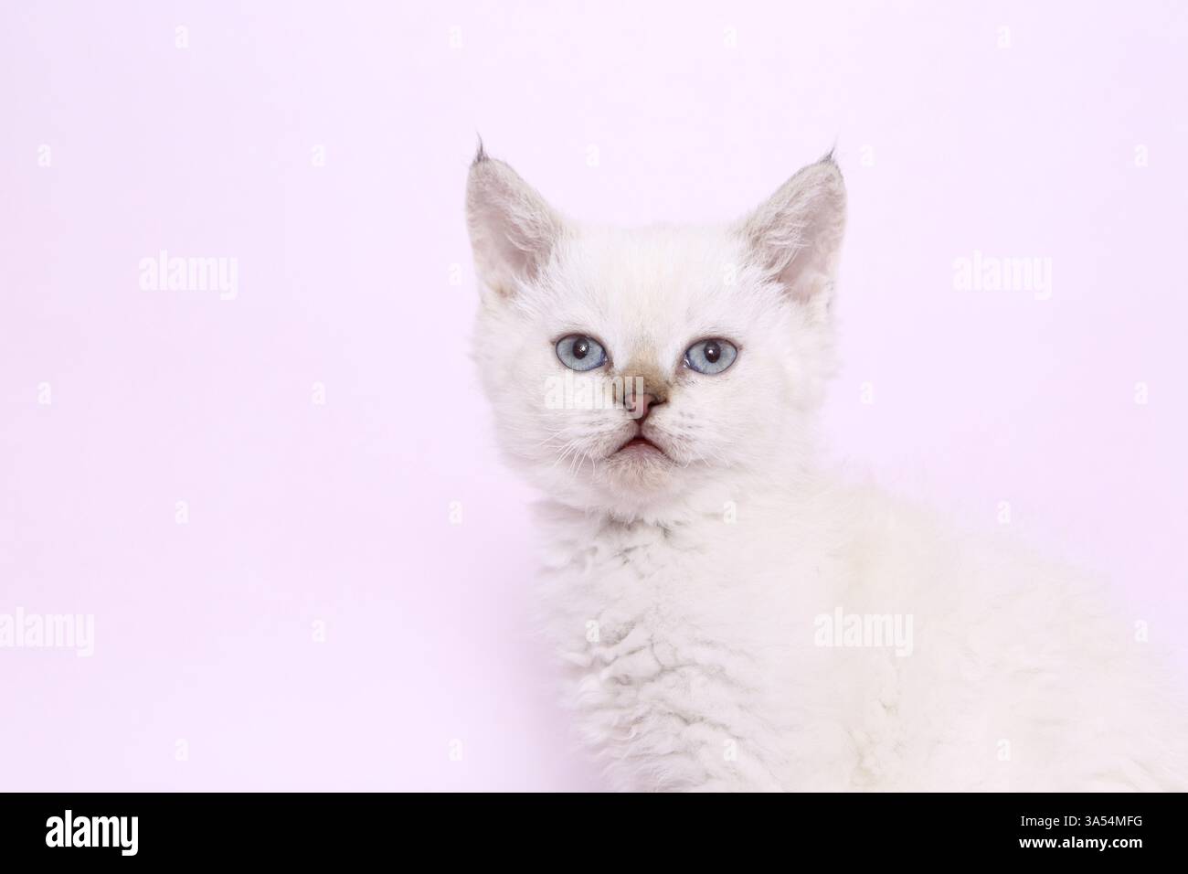 Selkirk Rex kitten Stock Photo