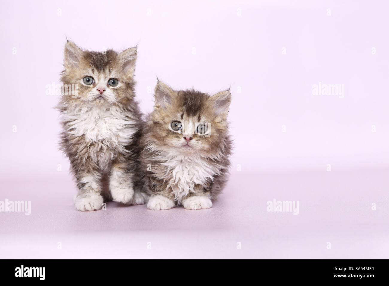 Selkirk Rex kitten Stock Photo