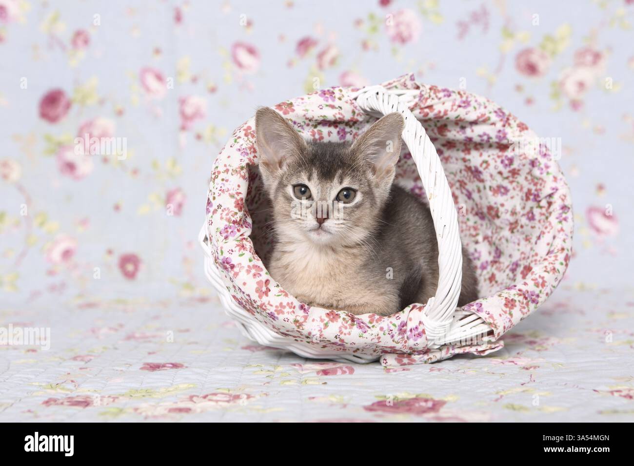 Abyssinian Kitten Stock Photo