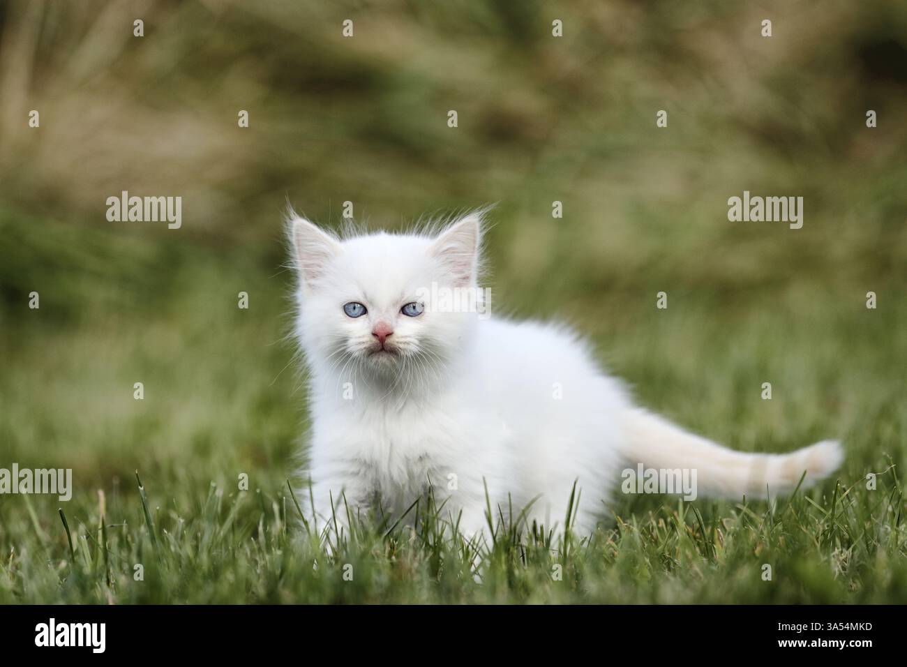 Ragdoll Kitten Stock Photo