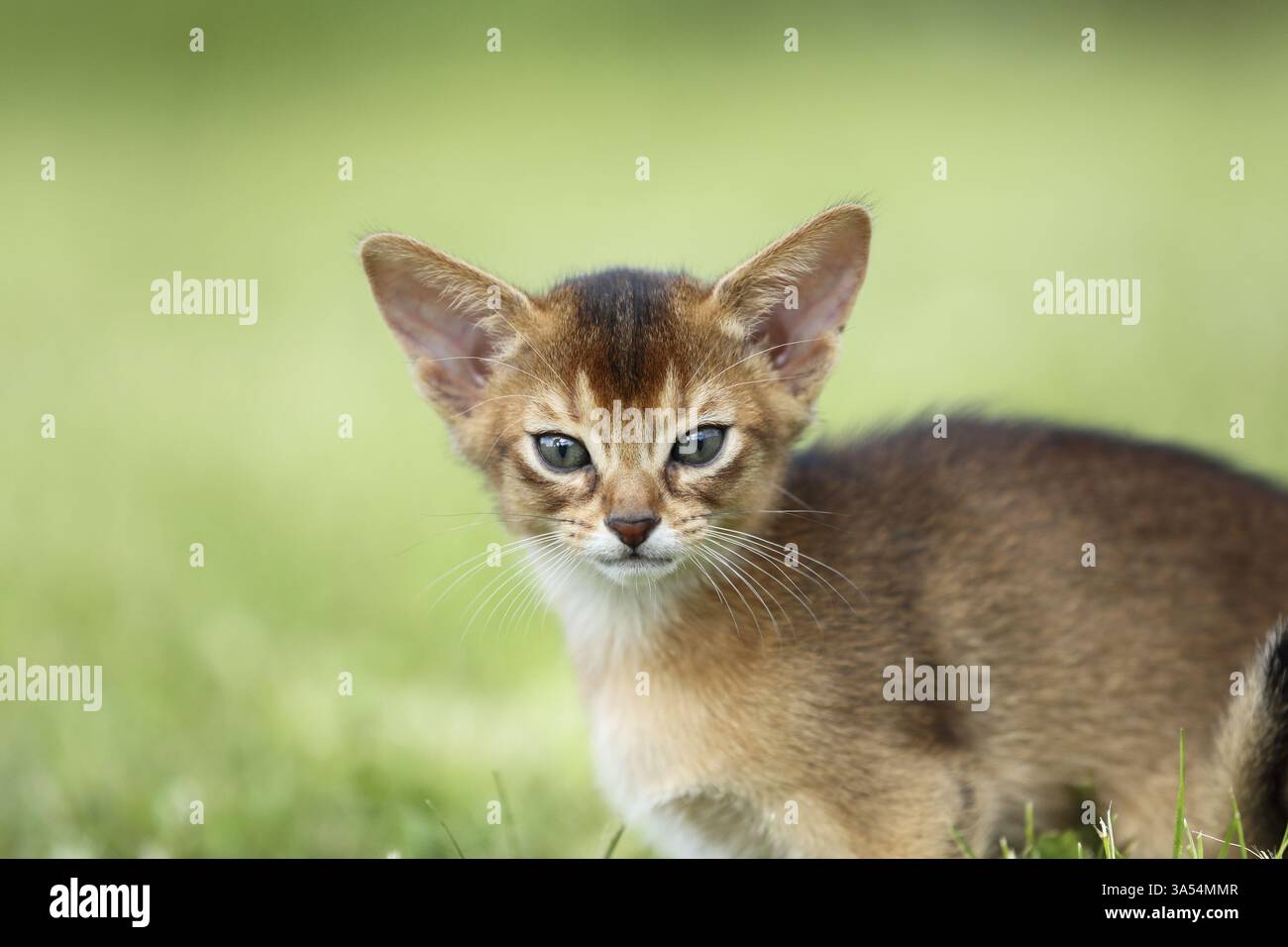 Abyssinian Kitten Stock Photo
