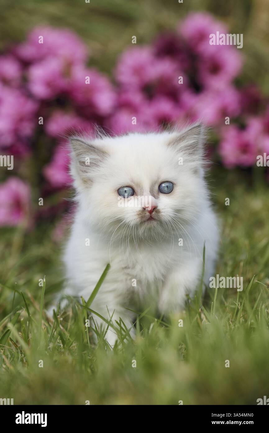 Ragdoll Kitten Stock Photo