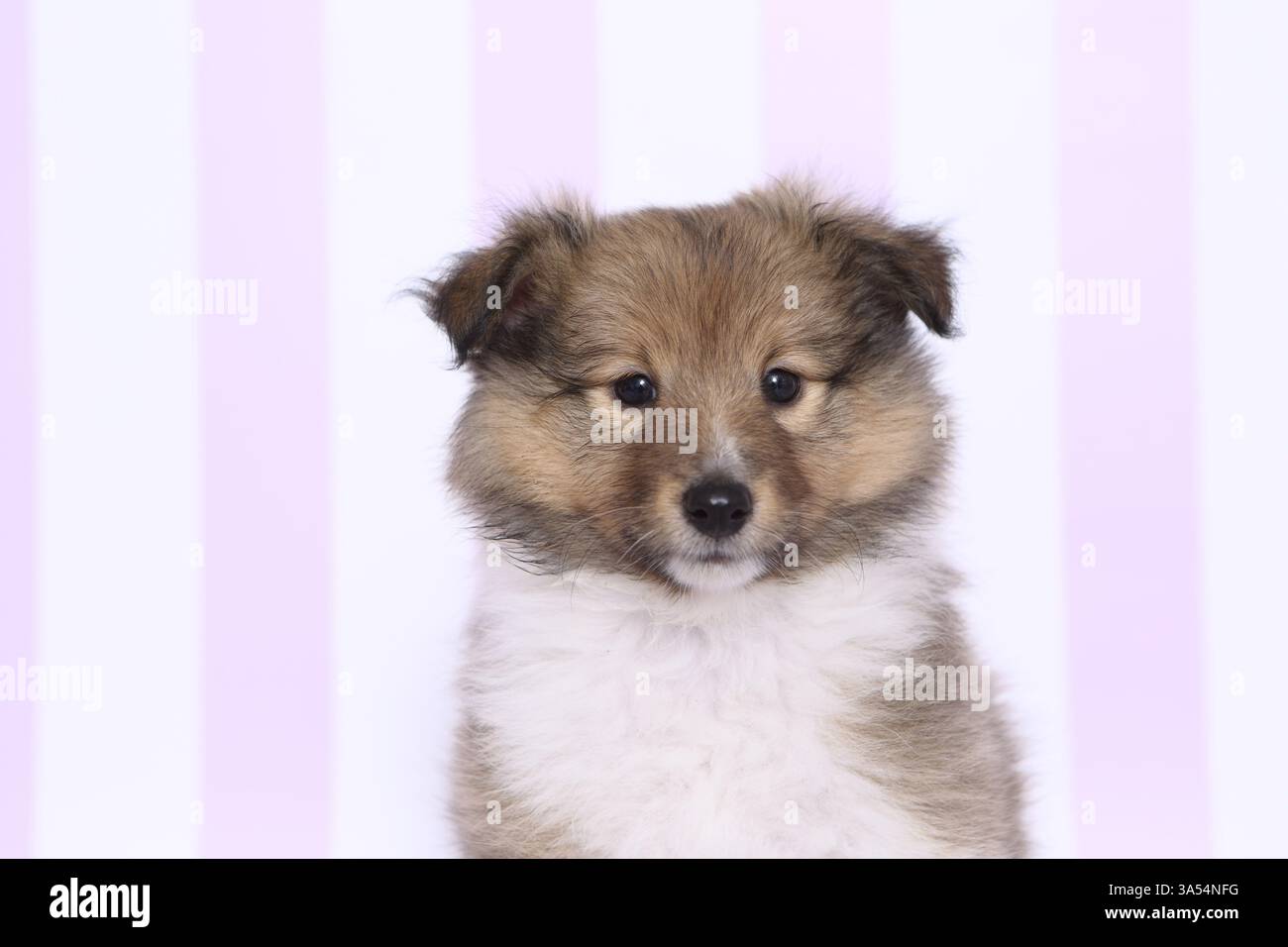 Sheltie Puppy Stock Photo