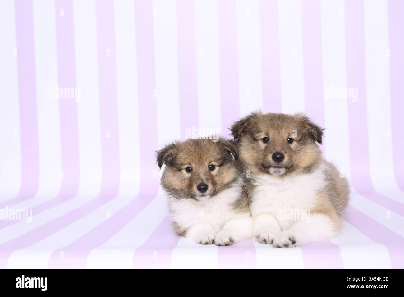 Sheltie Puppies Stock Photo