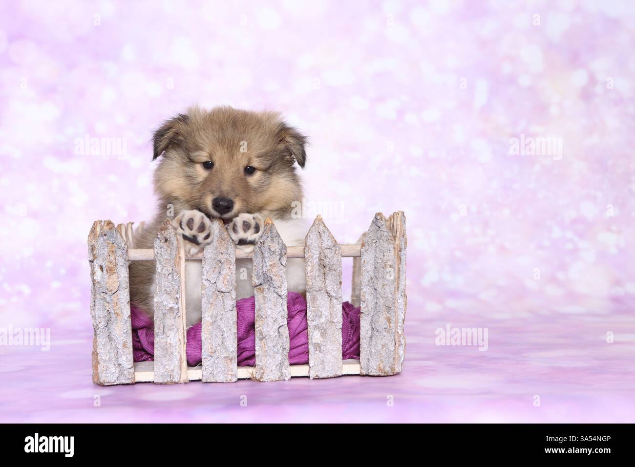 Sheltie Puppy Stock Photo