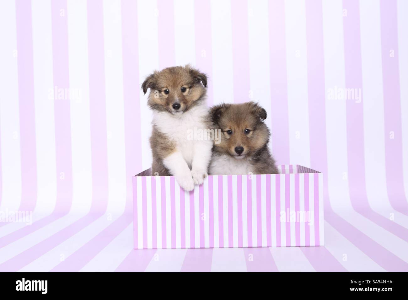 Sheltie Puppies Stock Photo