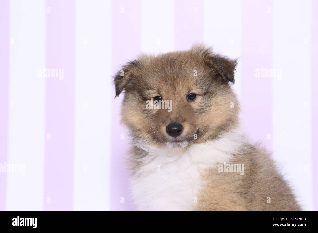 Sheltie Puppy Stock Photo