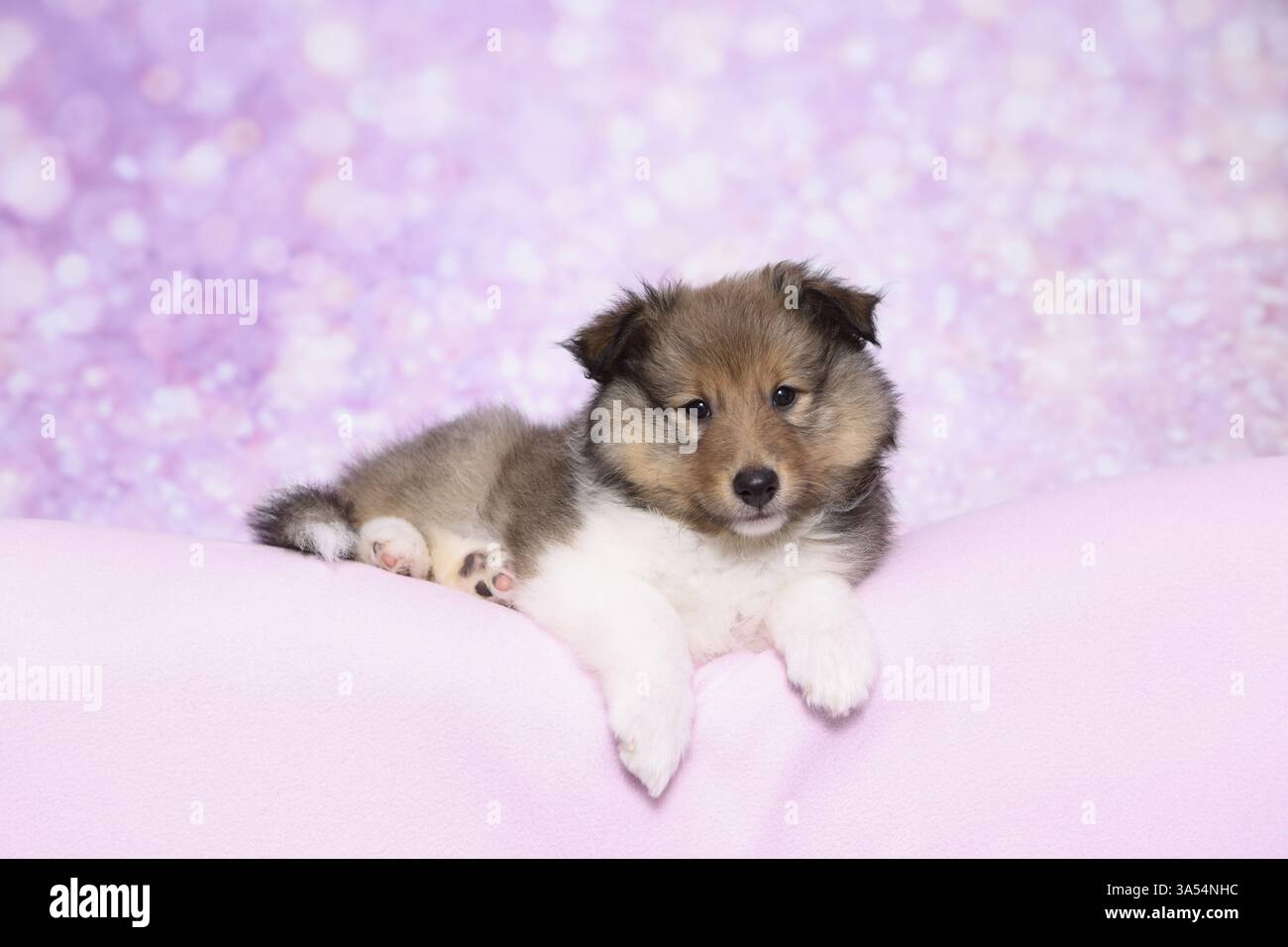 Sheltie Puppy Stock Photo