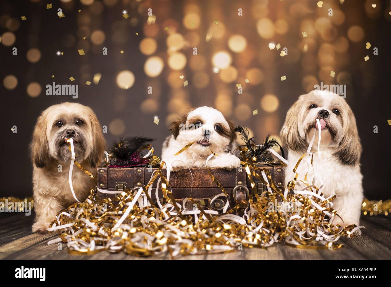 mongrels Stock Photo