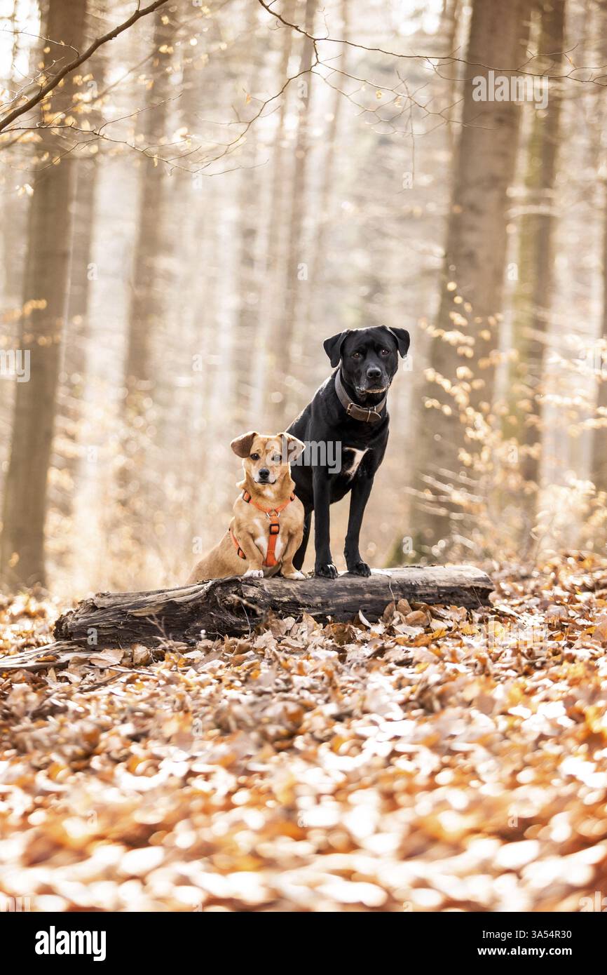2 mongrels Stock Photo