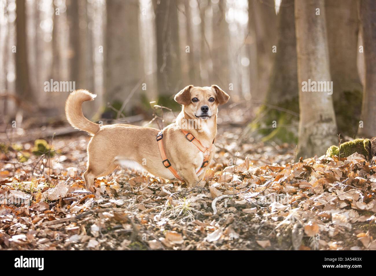 Dachshund-Mongrel Stock Photo