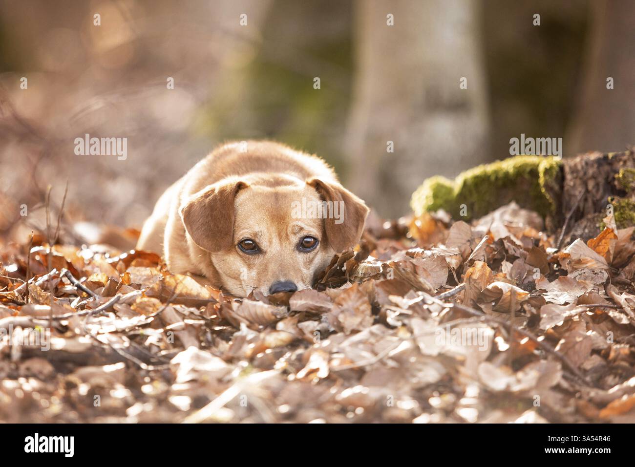 Dachshund-Mongrel Stock Photo