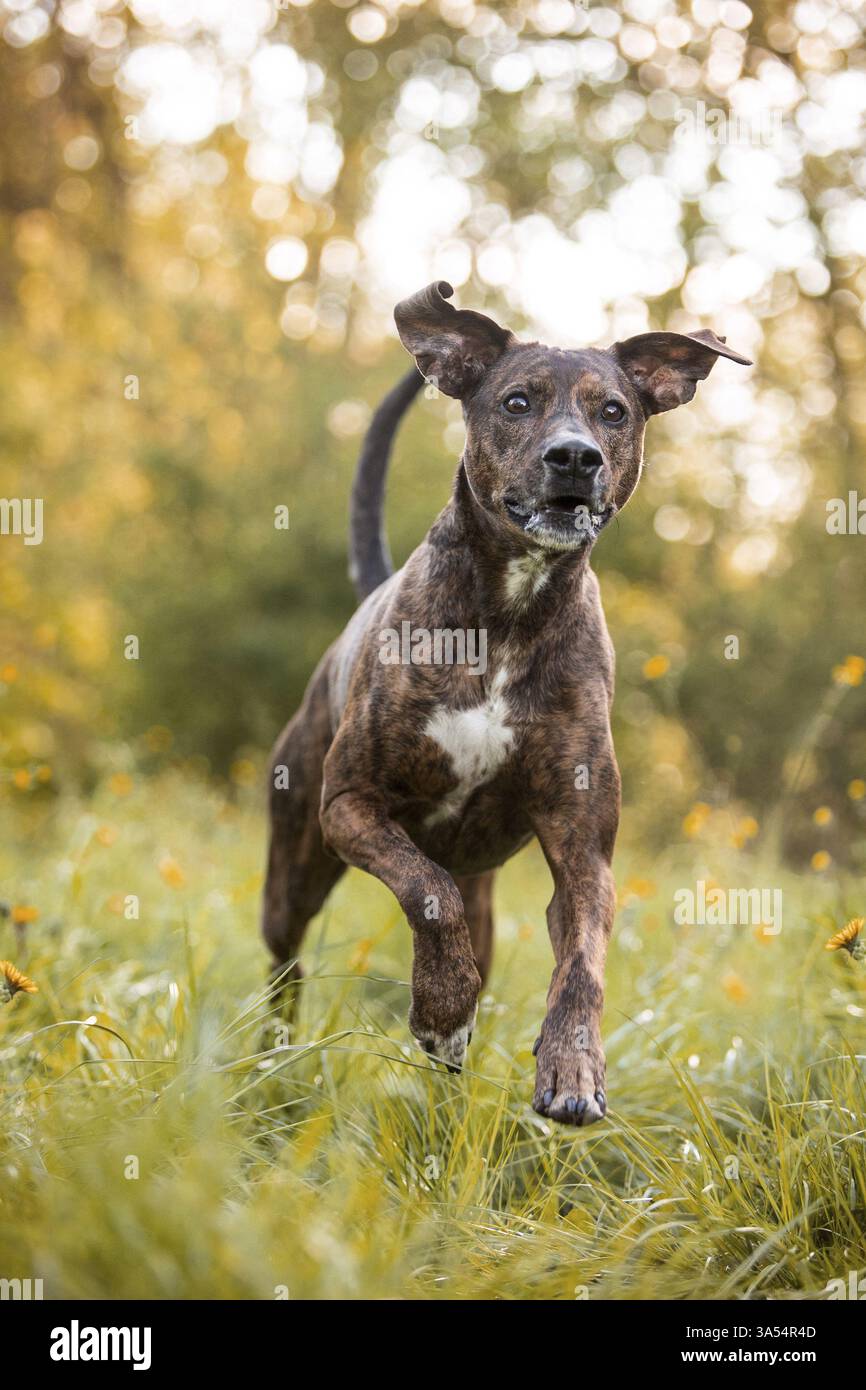 Podenco-Mongrel Stock Photo