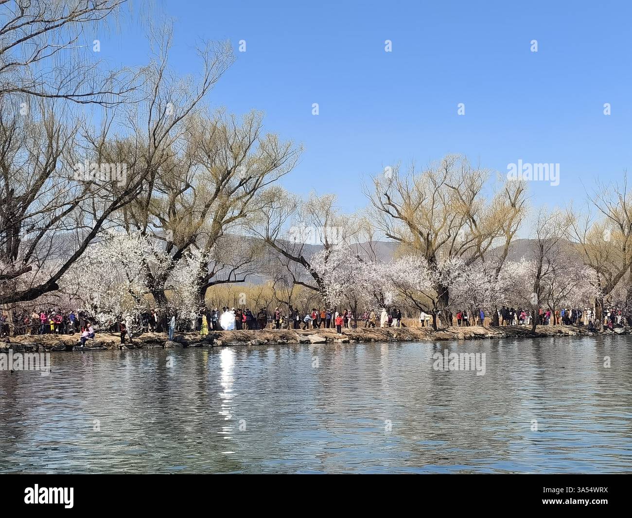 Spring scenery in the Summer Palace in Beijing, China, 19 March, 2025 ...