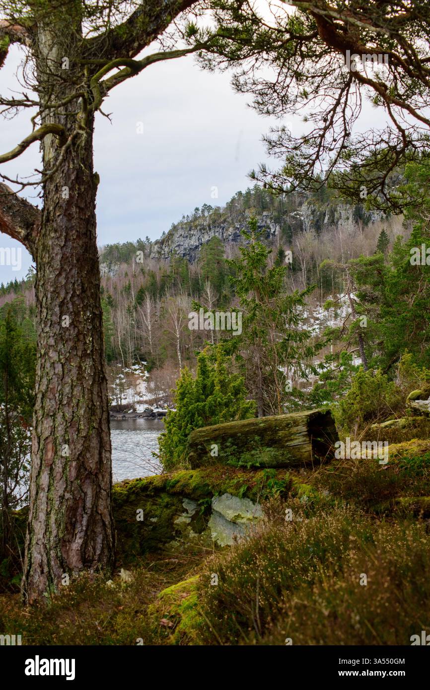 Vertical photo of pine tree and a hollow log lying on the ground in natural surroundings in Horten, Norway. Stock Photo