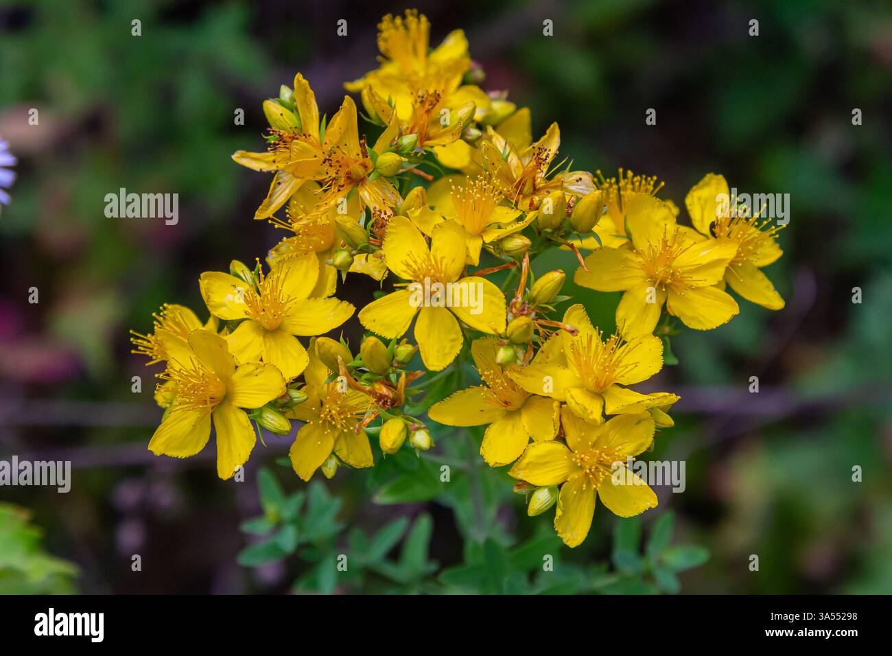 Olio Infuso Di Iperico (St. John's Wort) 1 Litro – Hypericum Perforatum Per Aromaterapia E Trattamenti Pelle
