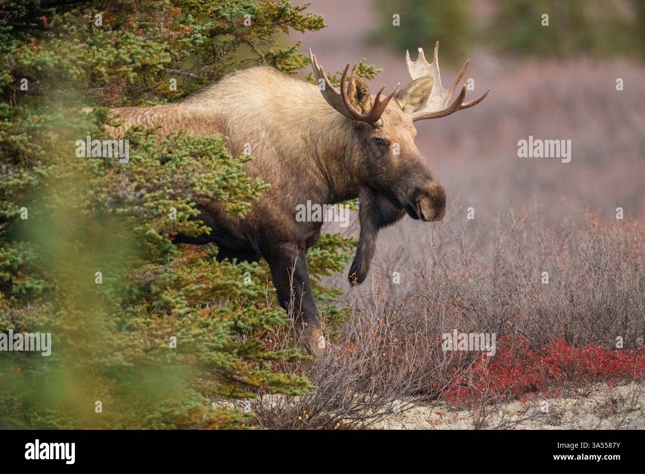Male Moose in Natural Habitat Surrounded by Woodland and Foliage Stock ...