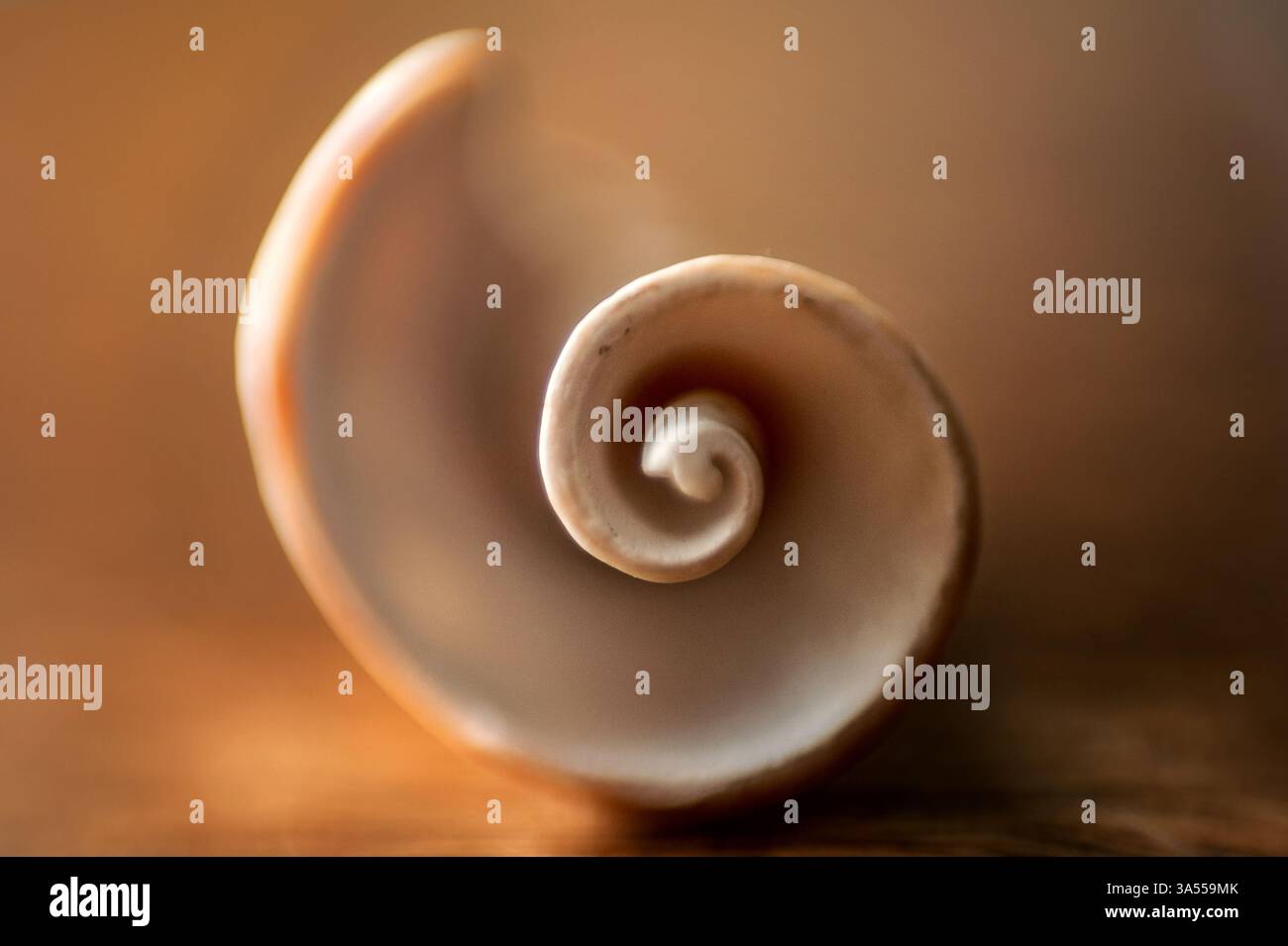 Macro neutral spiral seashell on brown table Stock Photo