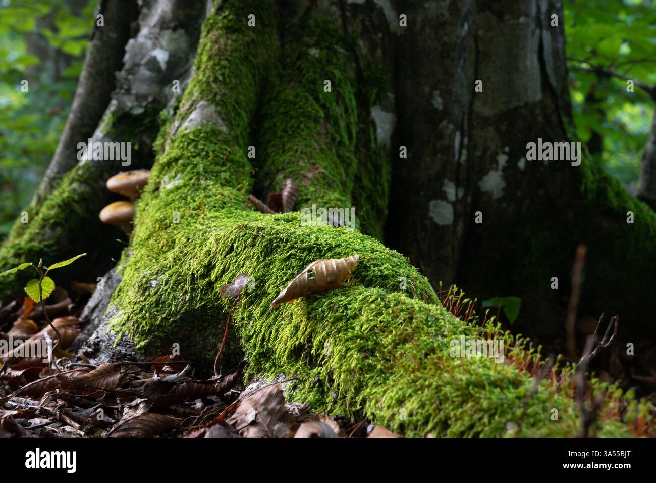 Dry leaf lay on tree root covered with moss close up, forest landscape Stock Photo