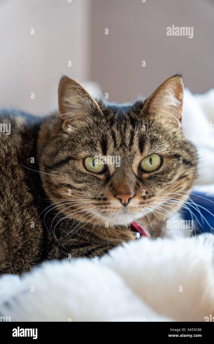 Cat on a plaid looking at the lens wit big eyes Stock Photo
