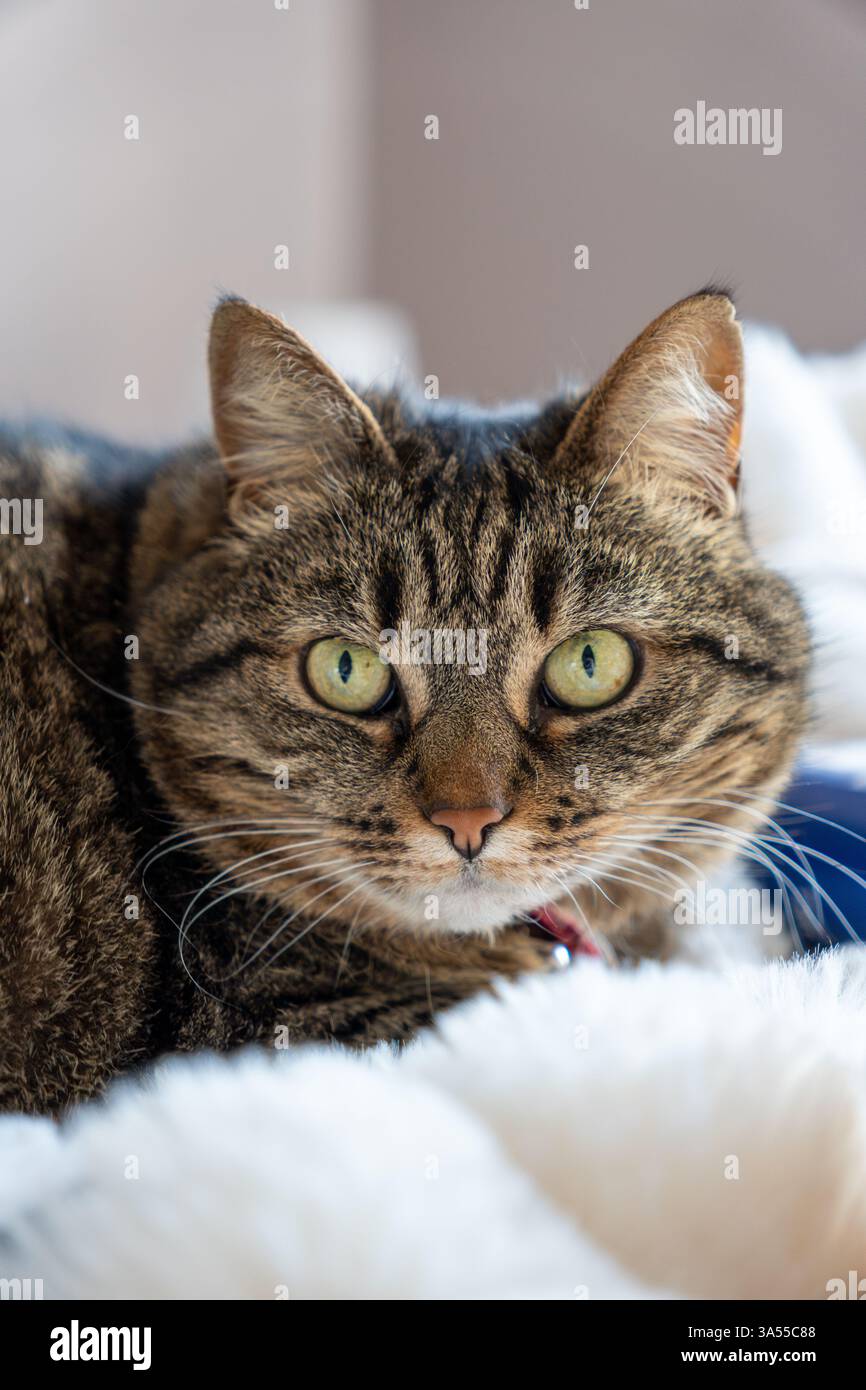 Cat on a plaid looking at the lens wit big eyes Stock Photo