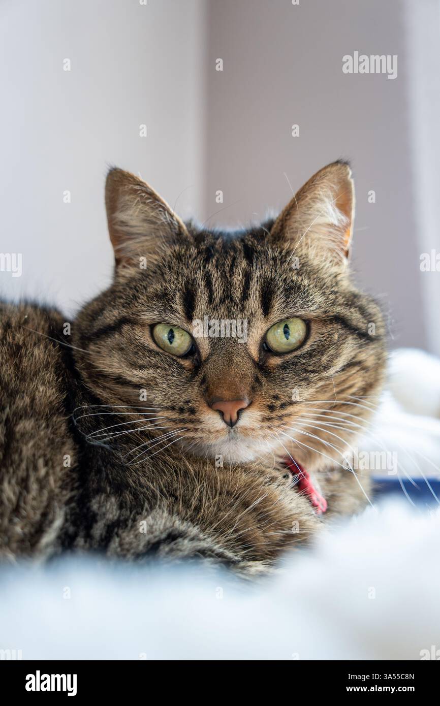 Cat on a plaid looking at the lens wit big eyes Stock Photo