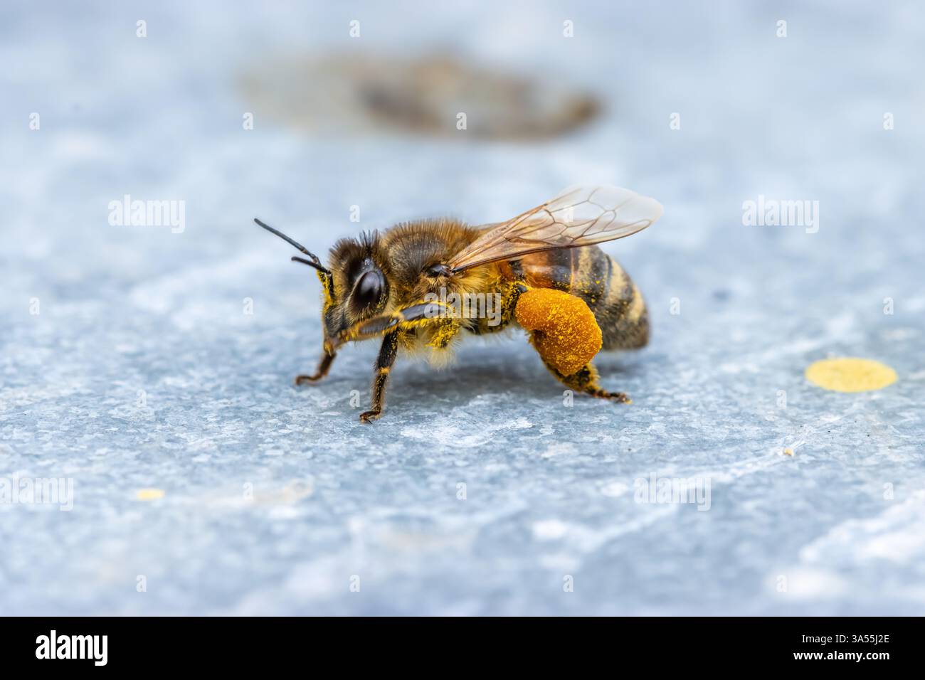Ruche abeille apis mellifera mellifera hi-res stock photography and ...