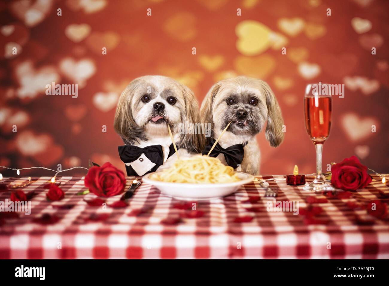 2 Shih Tzu Stock Photo