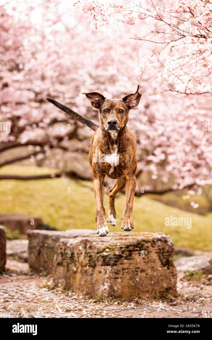 Podenco-Mongrel Stock Photo