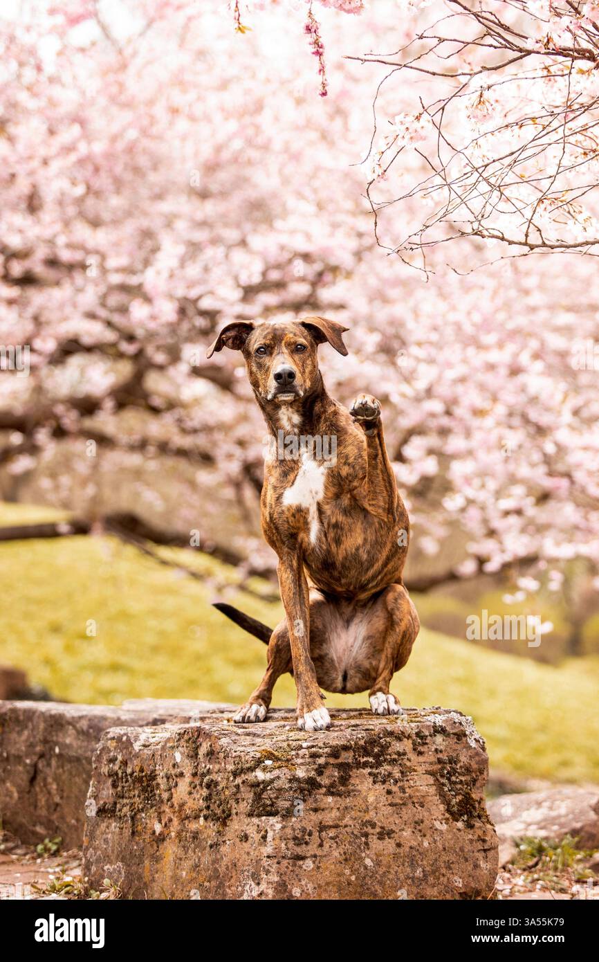 Podenco-Mongrel Stock Photo