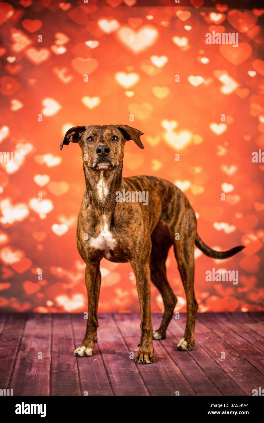 Podenco-Mongrel Stock Photo