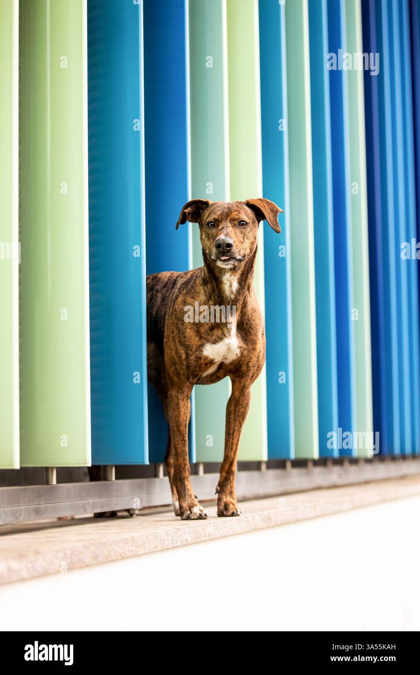 Podenco-Mongrel Stock Photo