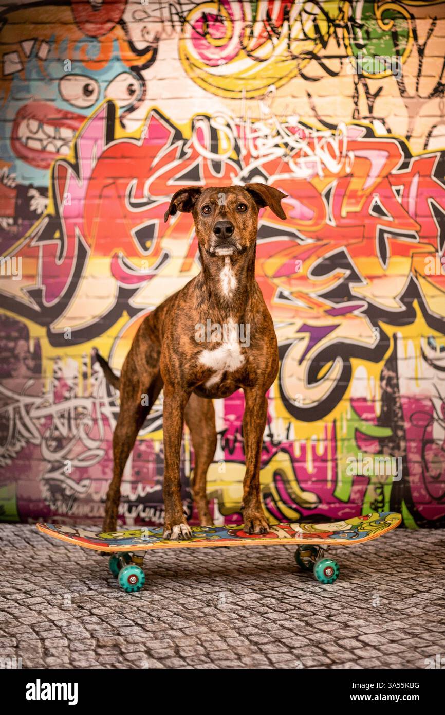 Podenco-Mongrel Stock Photo