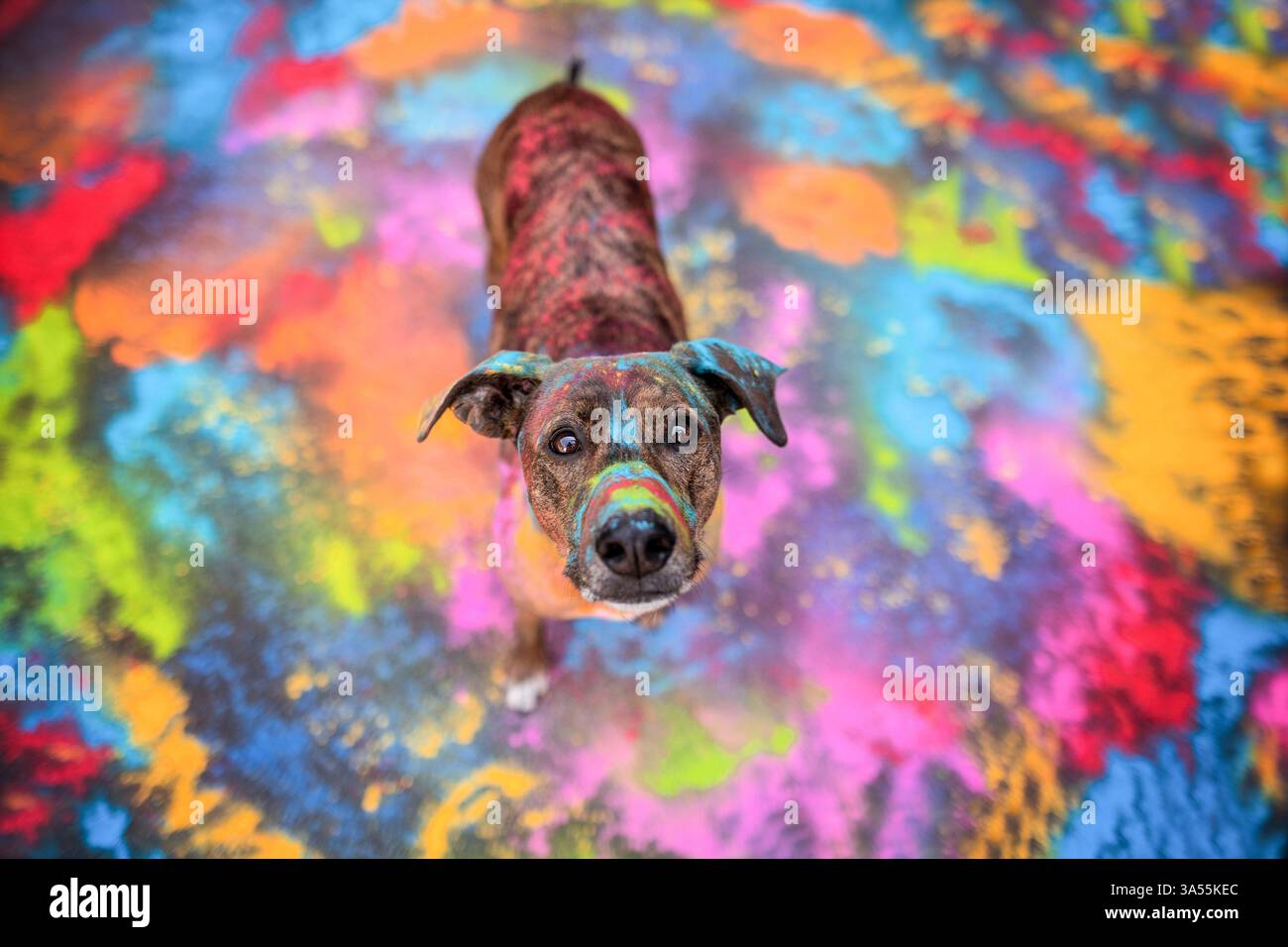 Podenco-Mongrel Stock Photo