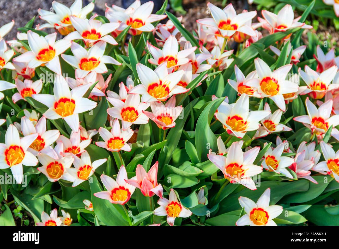 Flowerbed of beautiful tulips in the park at spring Stock Photo - Alamy