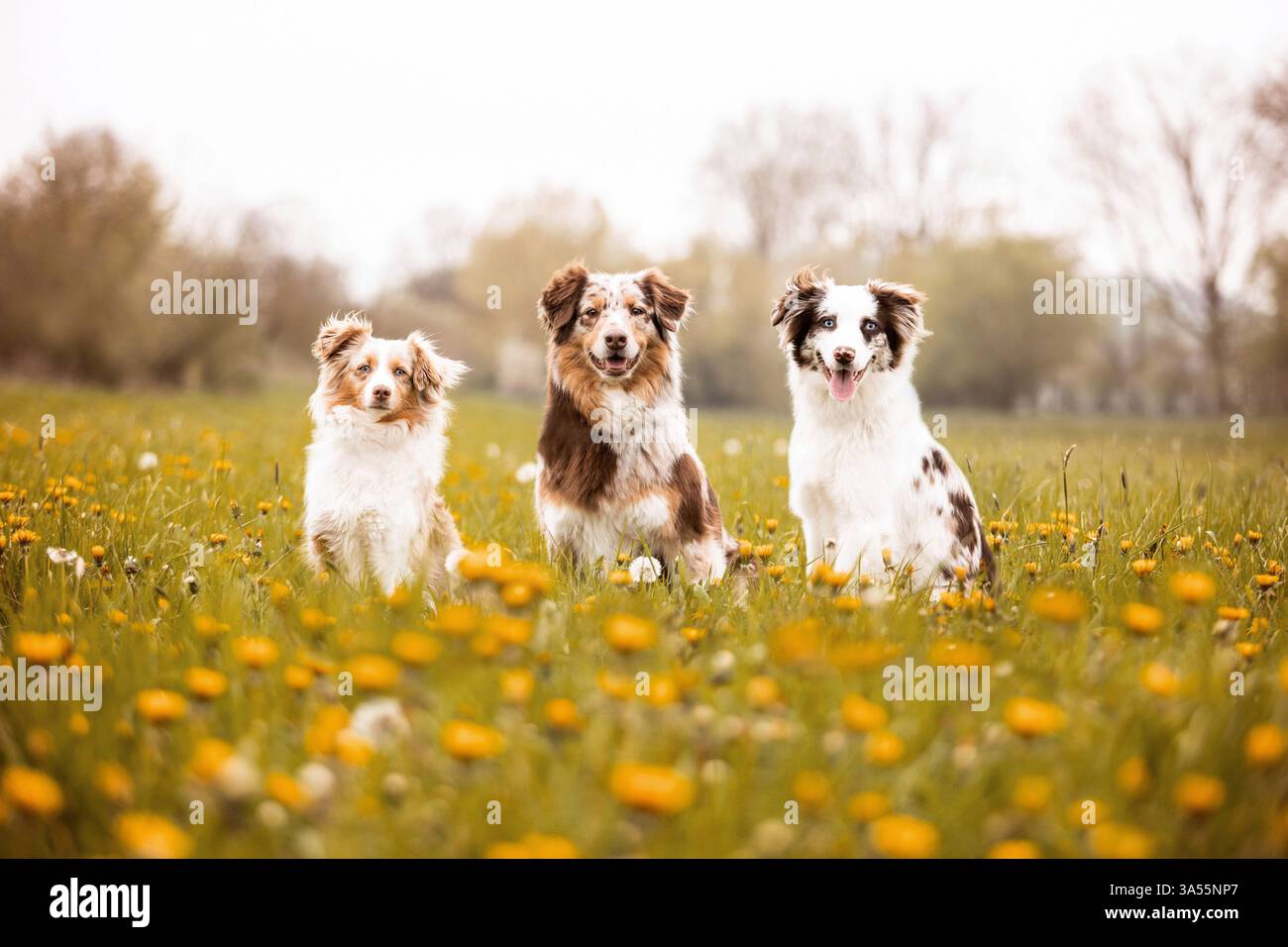 mongrels Stock Photo
