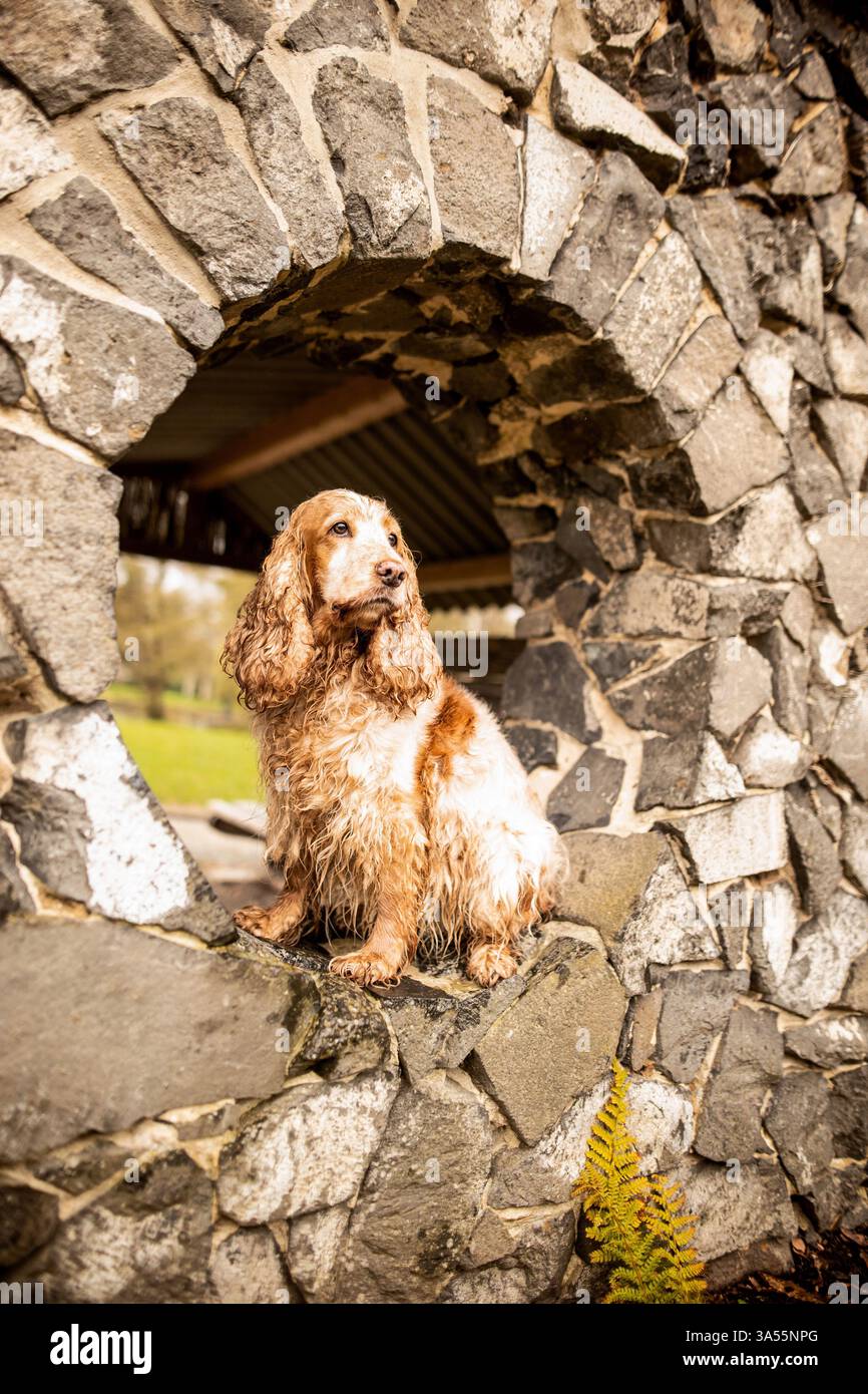 English Cocker Spaniel Stock Photo