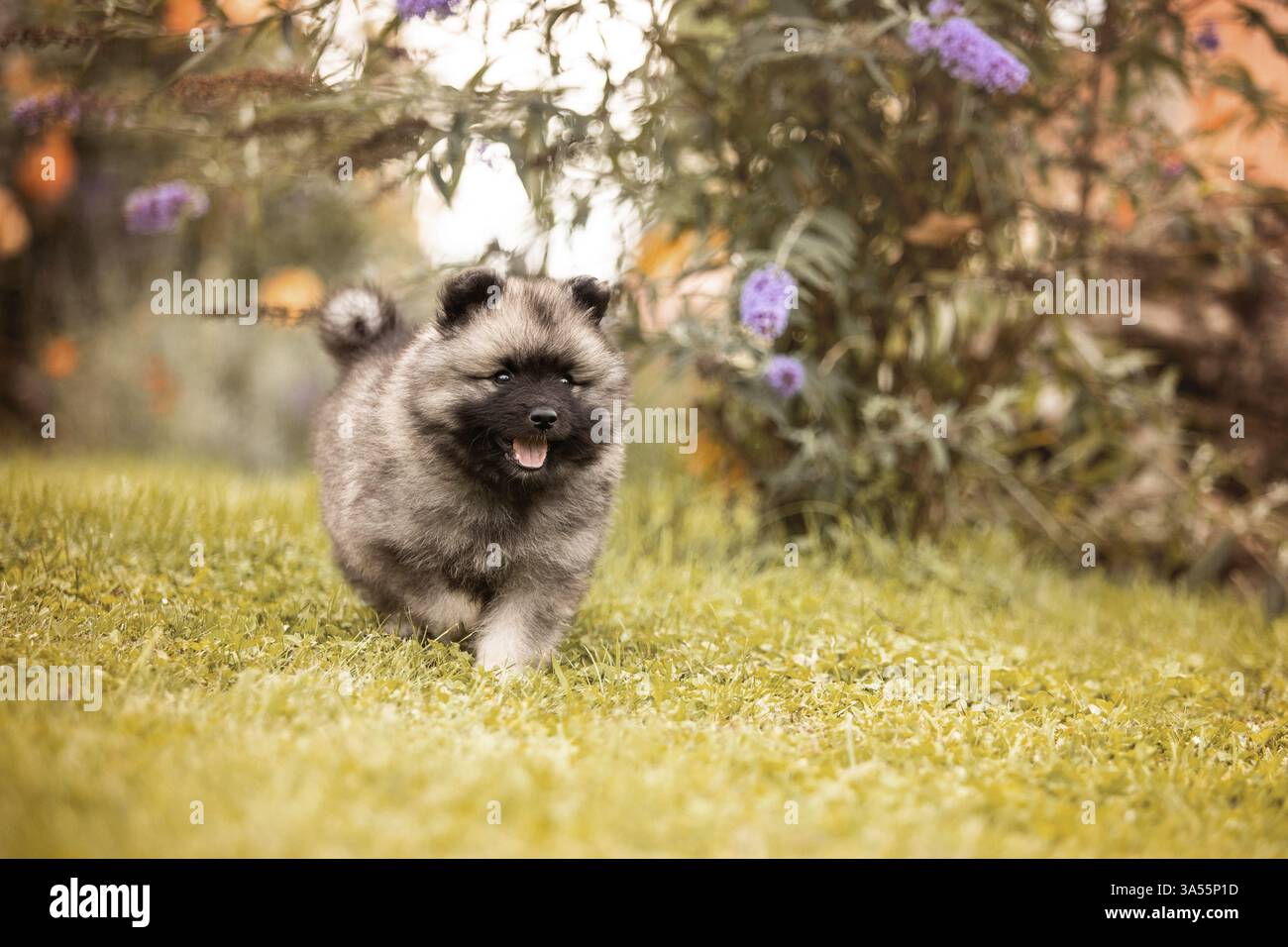 Keeshond Puppy Stock Photo