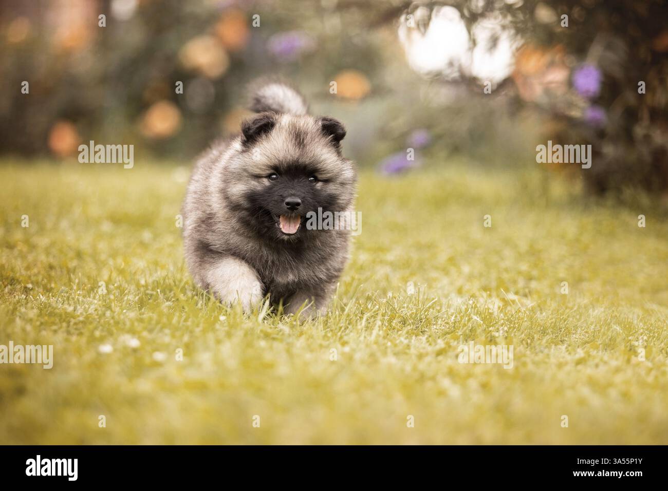 Keeshond Puppy Stock Photo