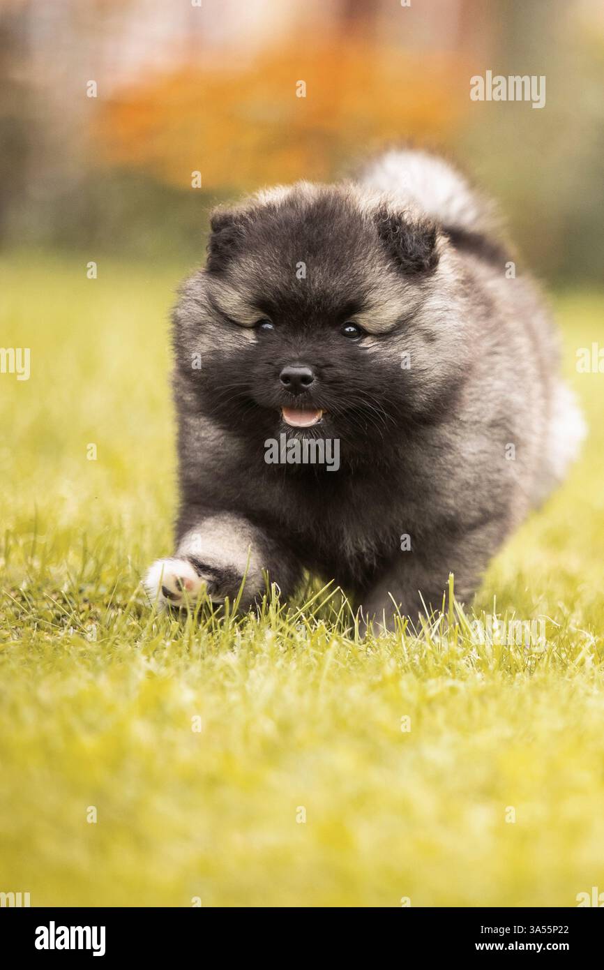 Keeshond Puppy Stock Photo