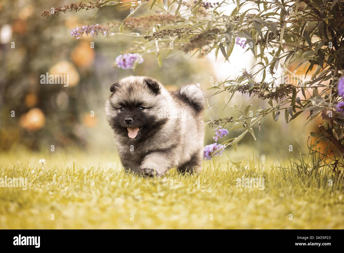 Keeshond Puppy Stock Photo